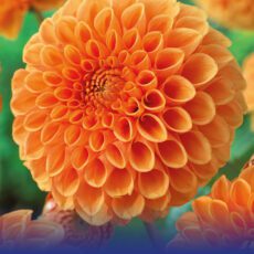 8718641996744 1 Dahlia Sylvia.jpg